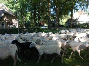 Schapen komen langs de woning