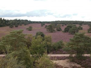 Uitzicht vanaf De Haelberg Epe