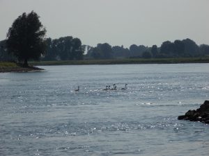 De IJssel bij Welsum