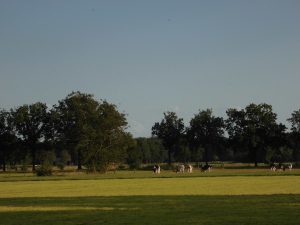 Landelijk gebied Epe