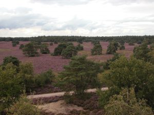 Uitzicht vanaf De Haelberg Epe